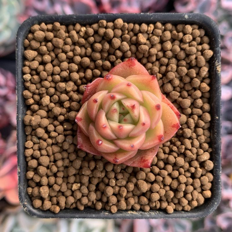 青椒东云 Echeveria Agavoides 'Spicy' 