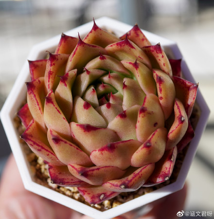 青椒东云 Echeveria Agavoides 'Spicy' 