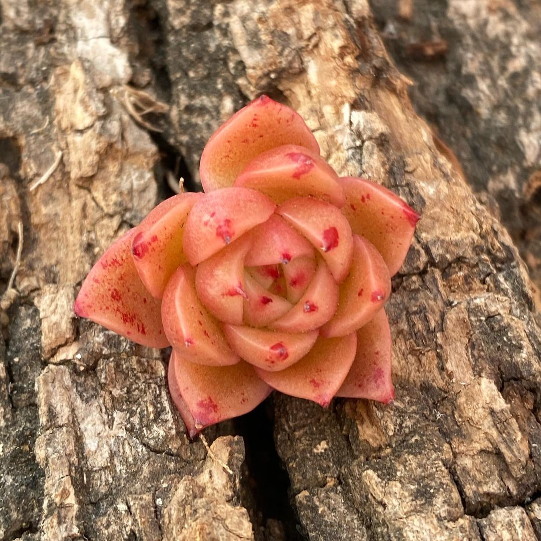 青椒东云 Echeveria Agavoides 'Spicy' 