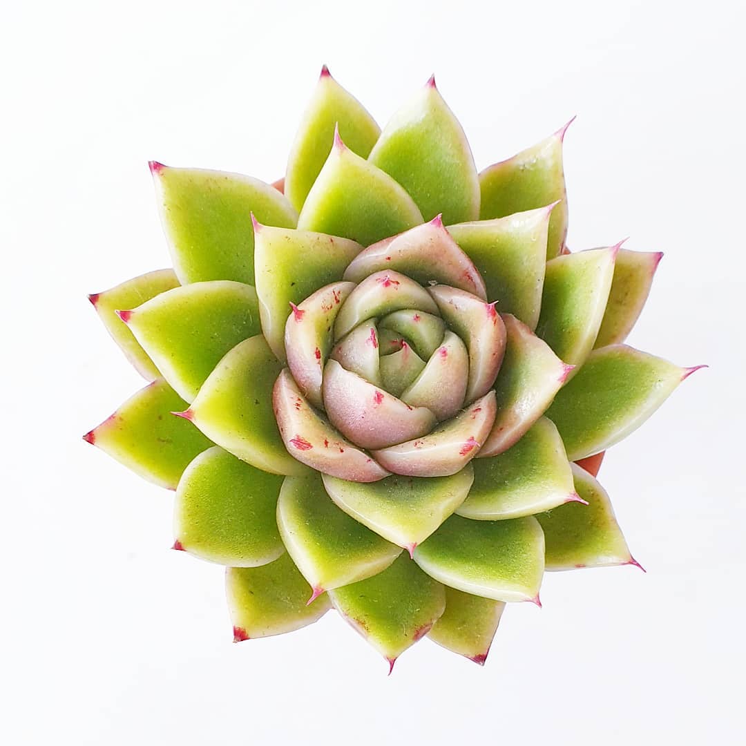 青椒东云 Echeveria Agavoides 'Spicy' 