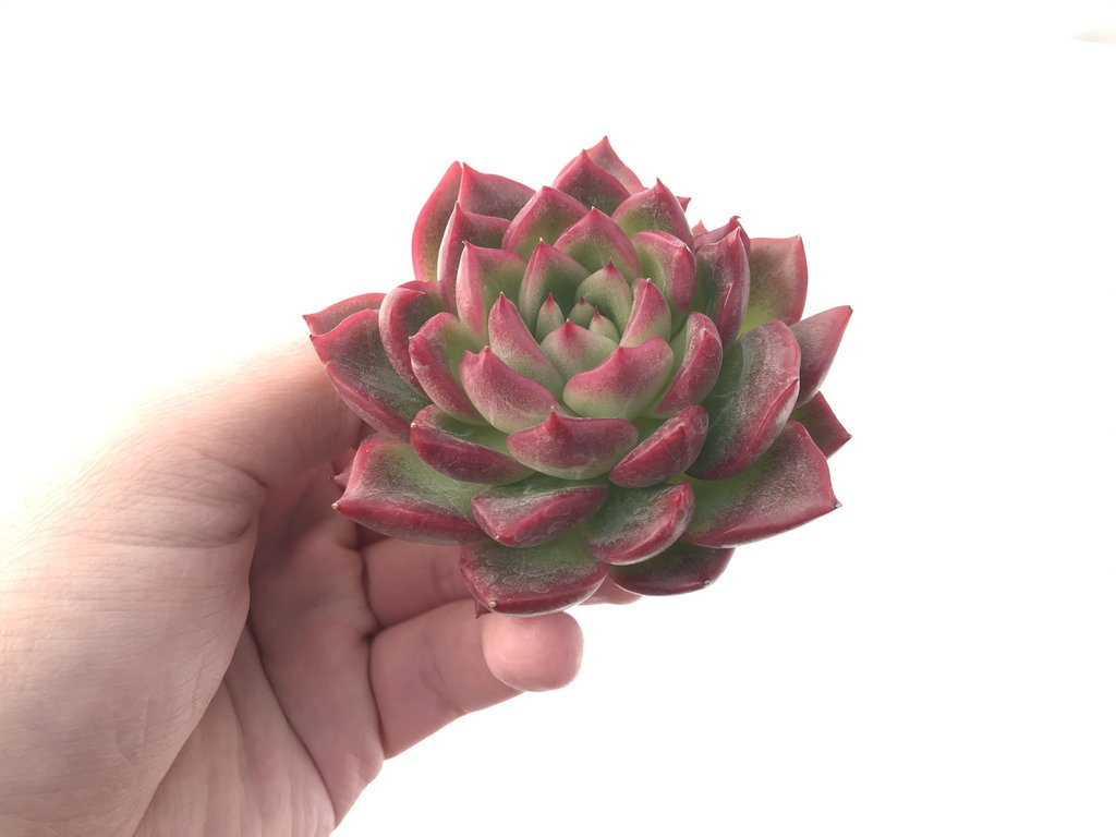 情书 Echeveria 'Love Letter'