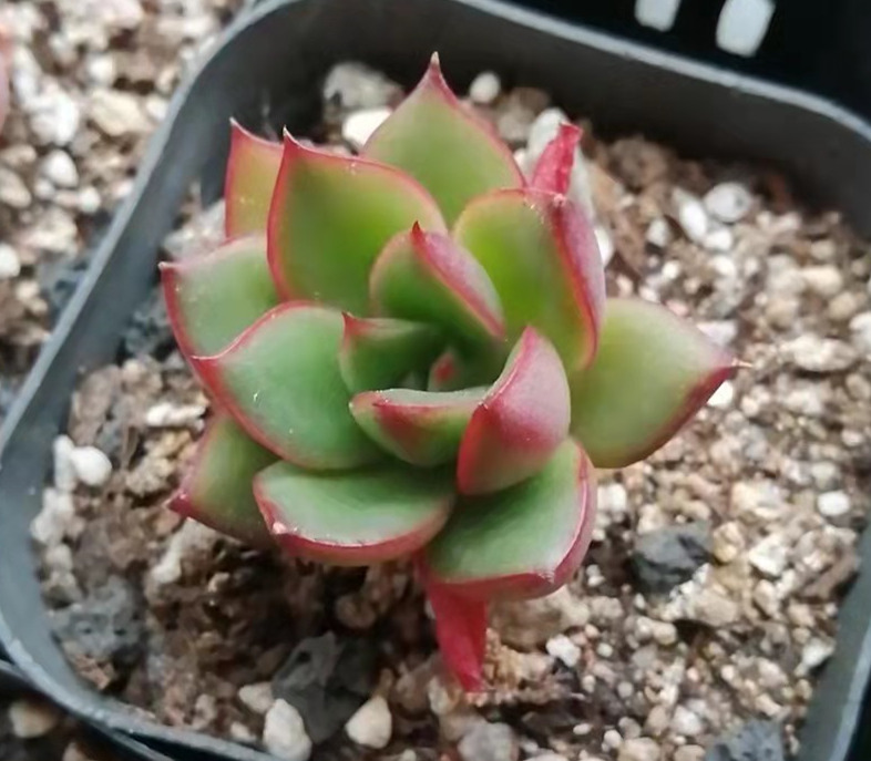 夜上海 Echeveria 'Rumba'