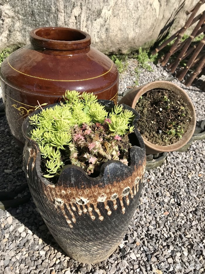 佛甲草