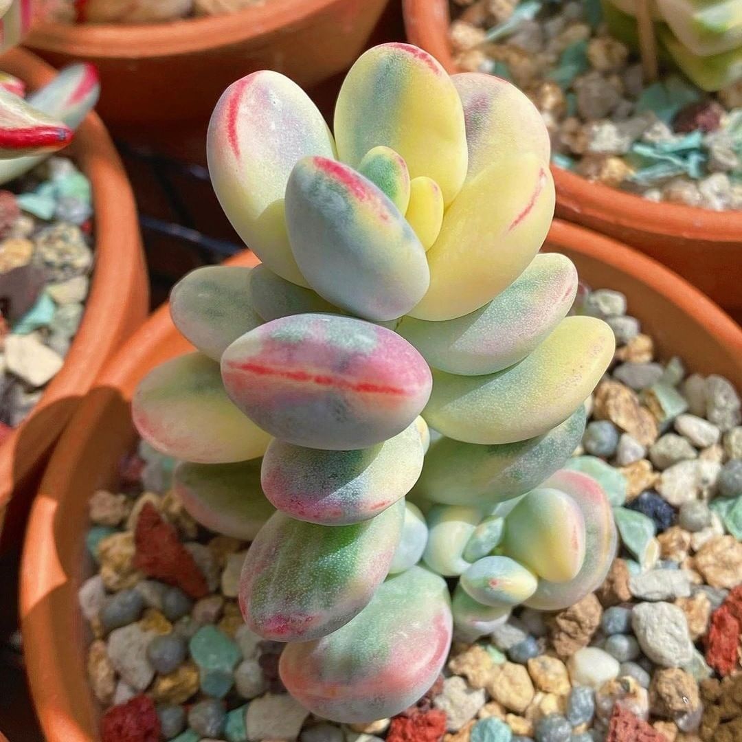 乒乓福娘锦 Cotyledon orbiculata cv variegated