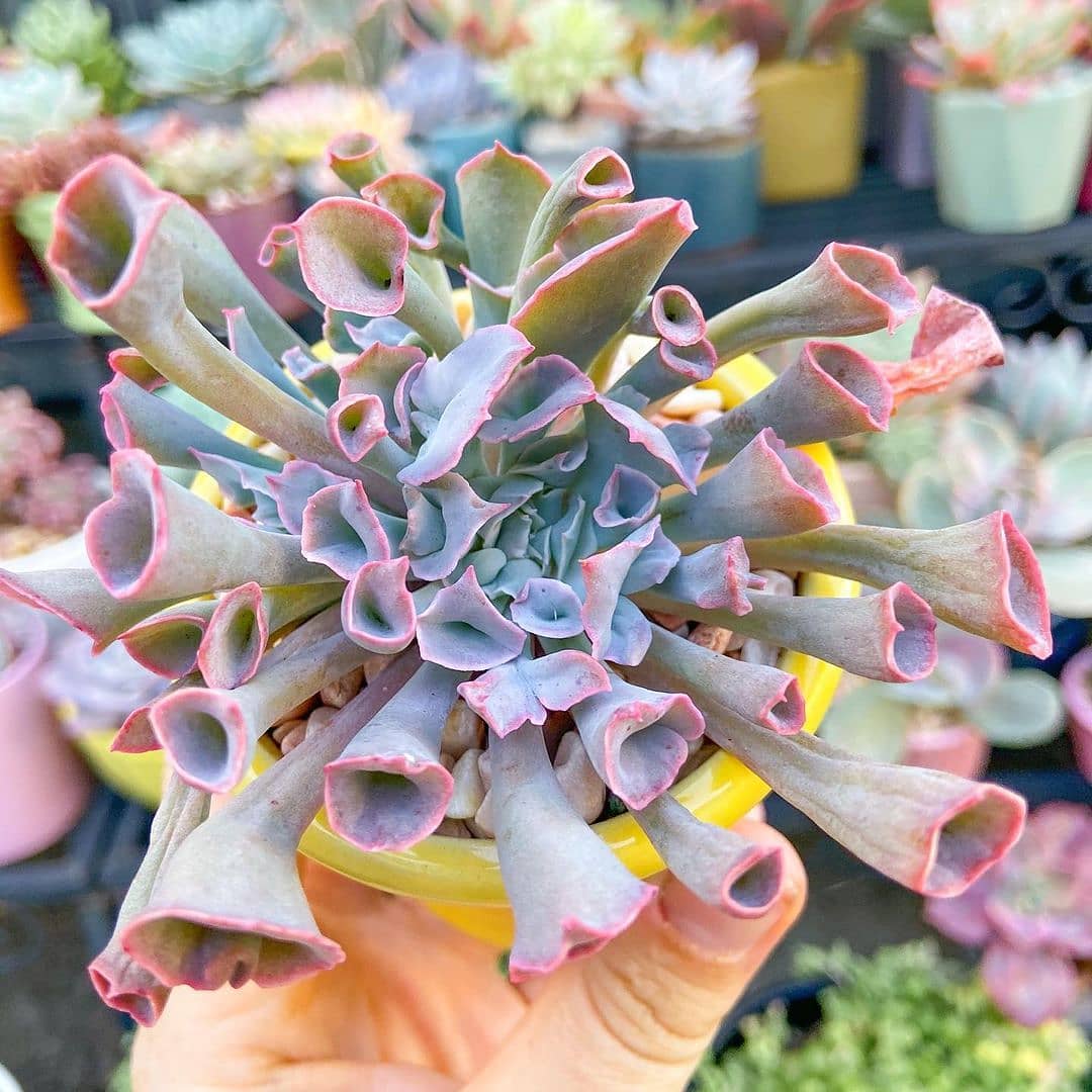 Echeveria 'Trumpet pinky' 