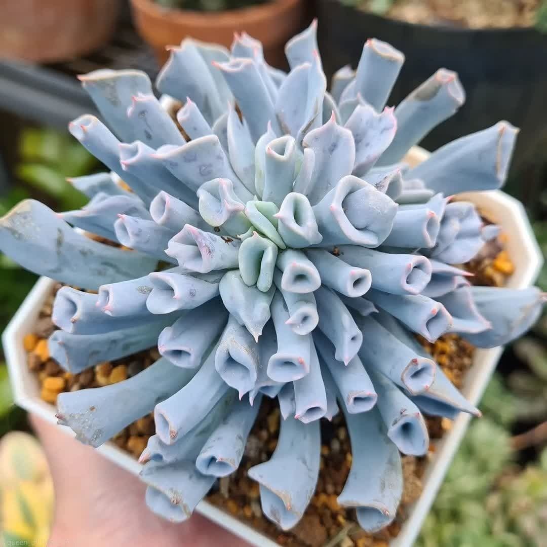 Echeveria 'Trumpet pinky' 