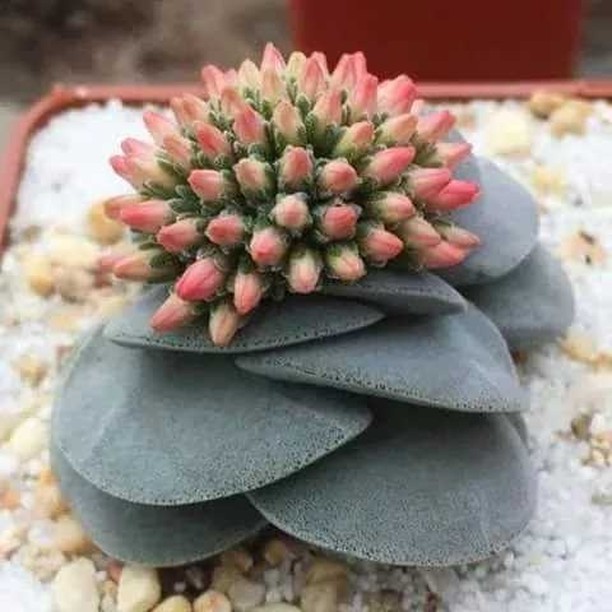  吕千绘 Crassula 'Morgan's Beauty'