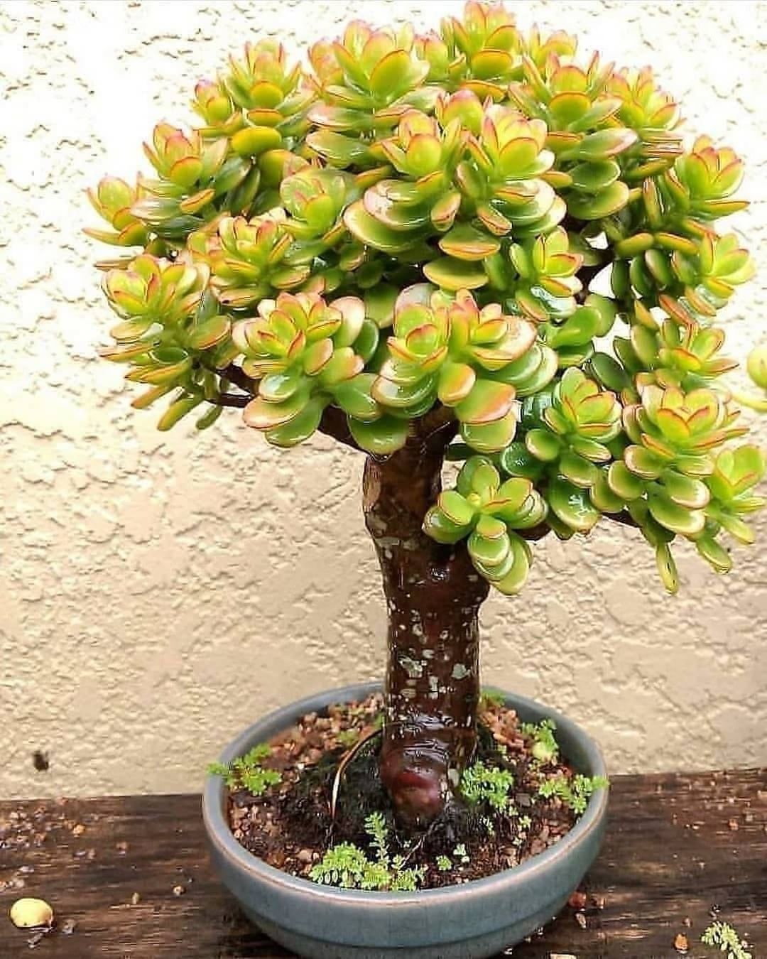 燕子掌 Crassula Ovata，也叫翡翠木，玉树