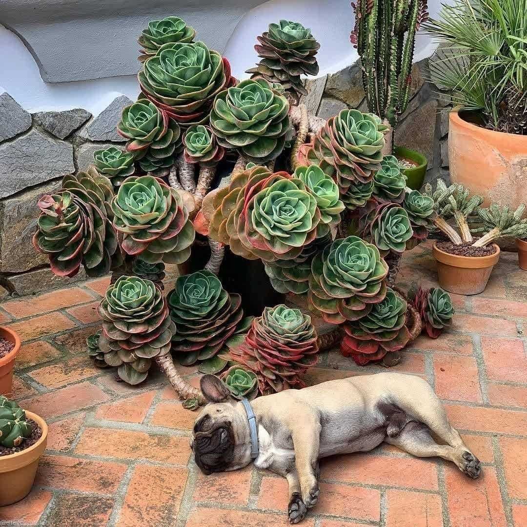 Echeveria mandala