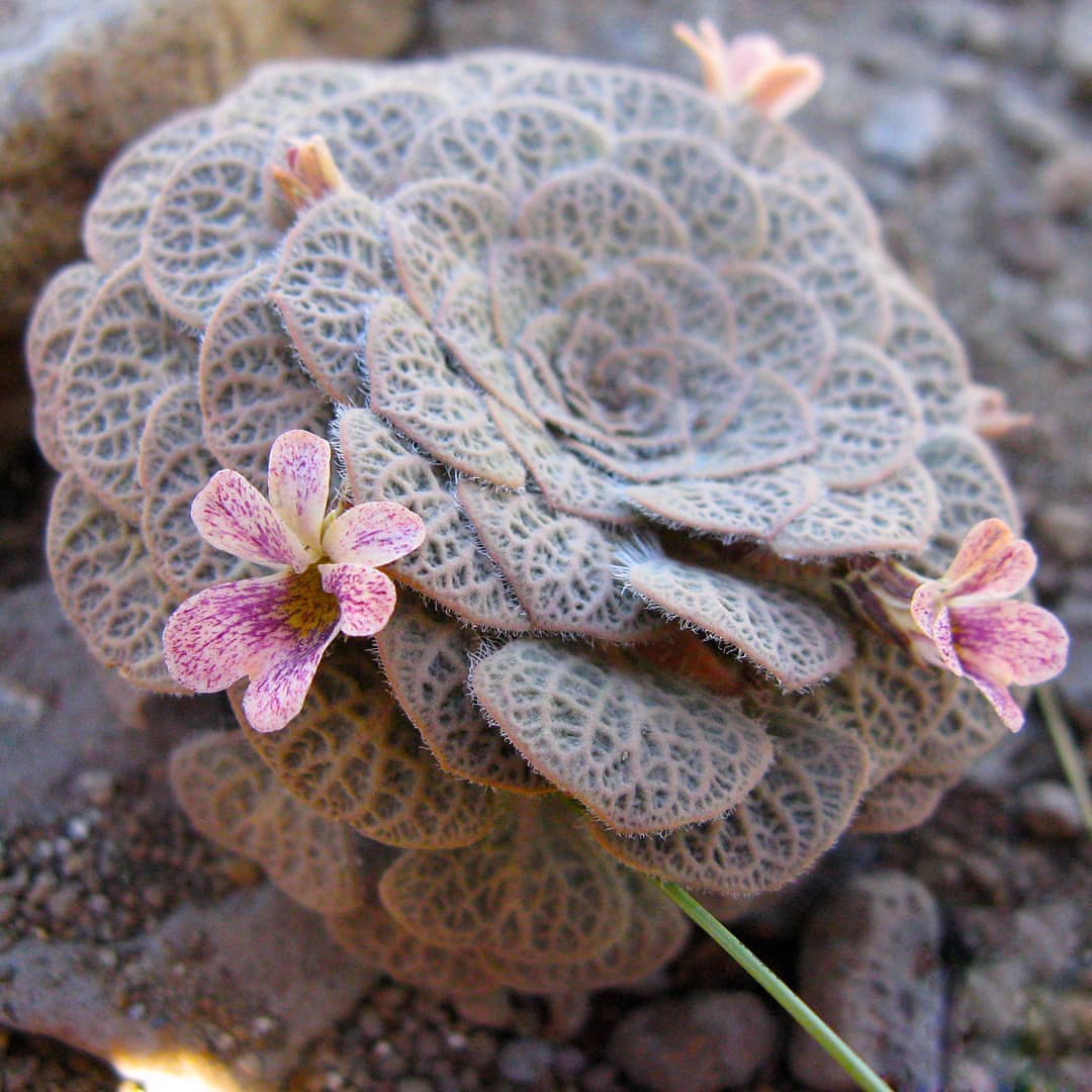 Viola trochlearis