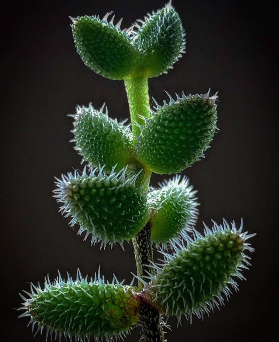 雷童 Delosperma echinatum