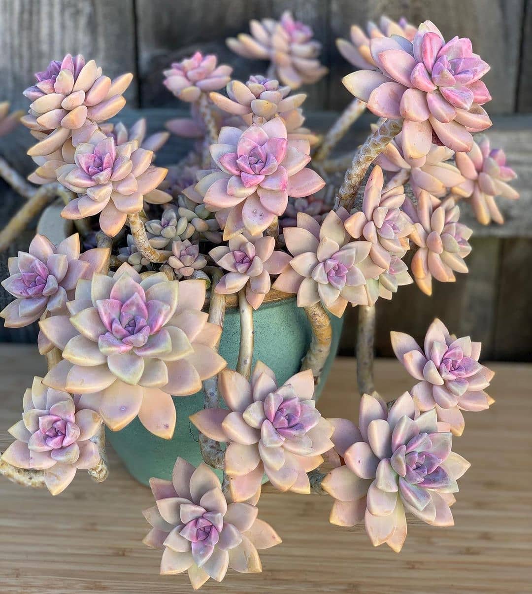 幽灵 Graptosedum  'Ghosty' 