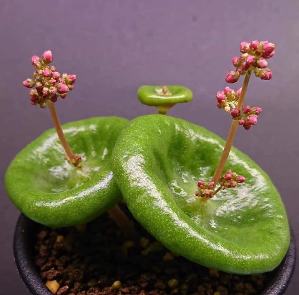 小酒杯 Crassula umbella 'Wine Cup'