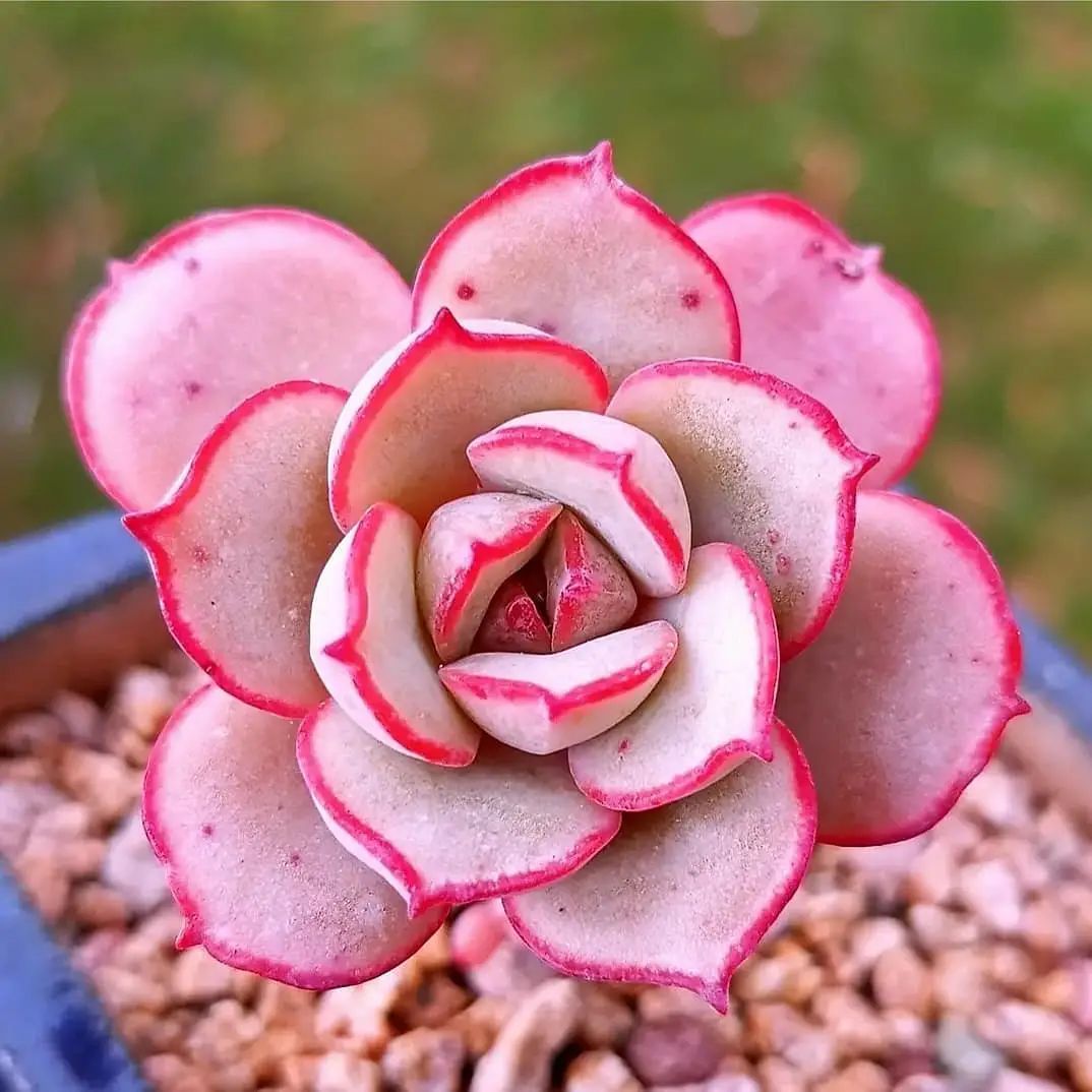 凌波仙子 Echeveria Subcorymbosa Lau 026