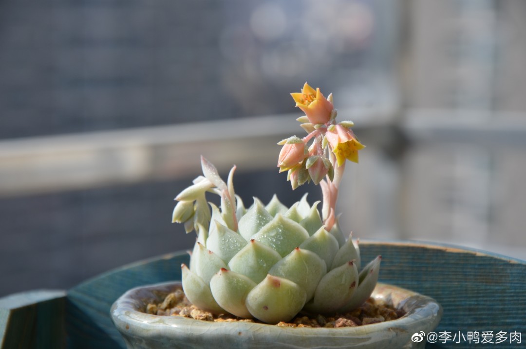 霜莲 Echeveria 'Soeri-yeon'