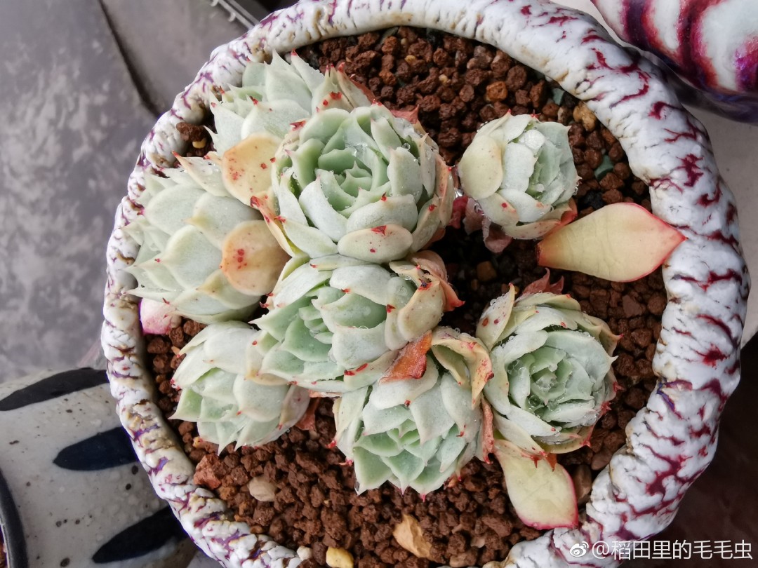 霜莲 Echeveria 'Soeri-yeon'