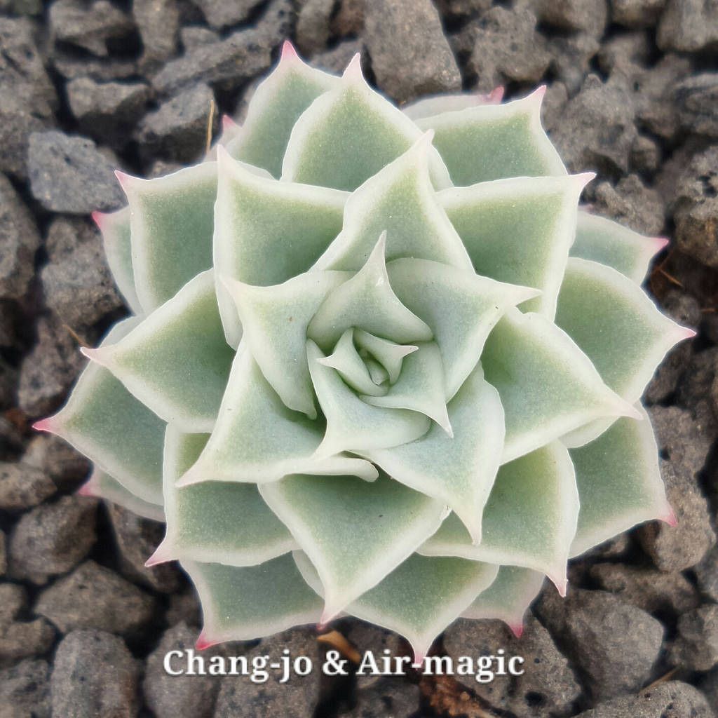 霜莲 Echeveria 'Soeri-yeon'