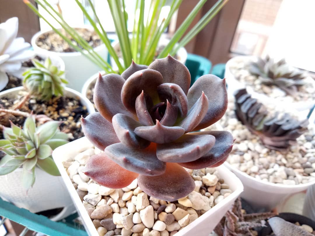 Echeveria 'Tingdene'