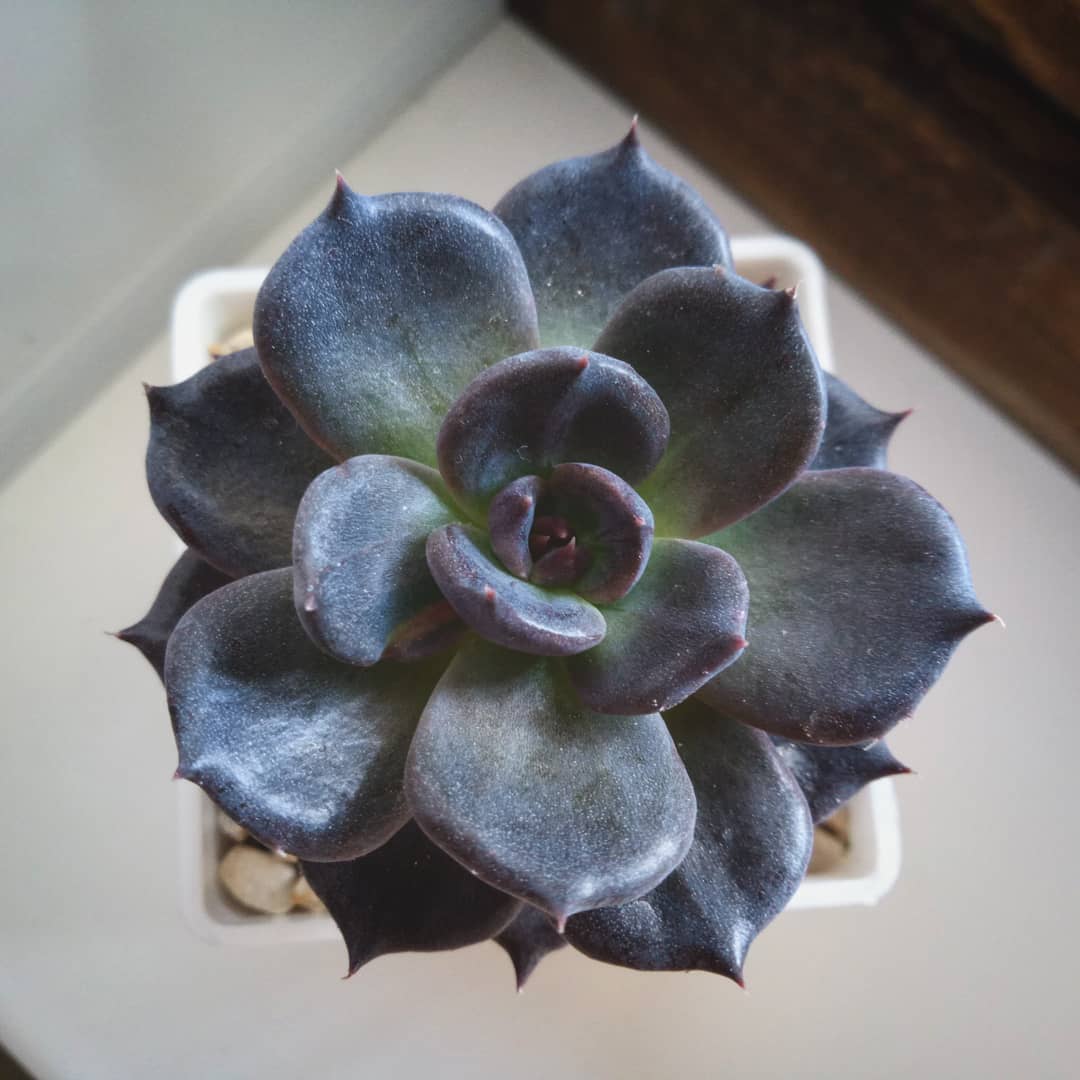 Echeveria 'Tingdene'