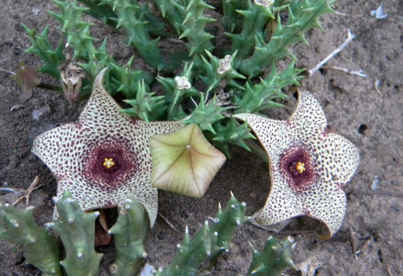 姬犀角 Orbea verrucosa