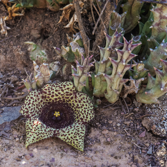 姬犀角 Orbea verrucosa