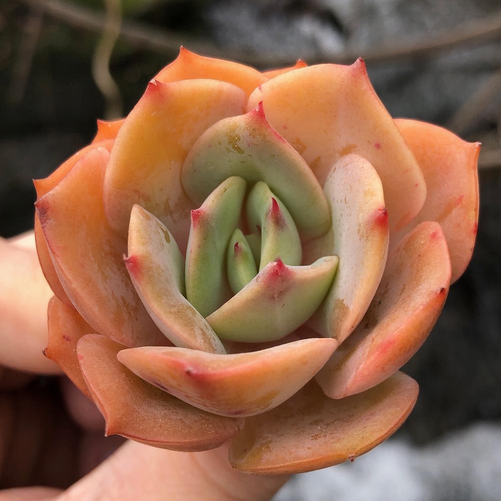 Echeveria 'White Snow'，