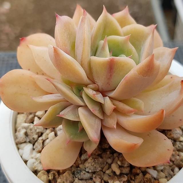 Echeveria 'White Snow'，