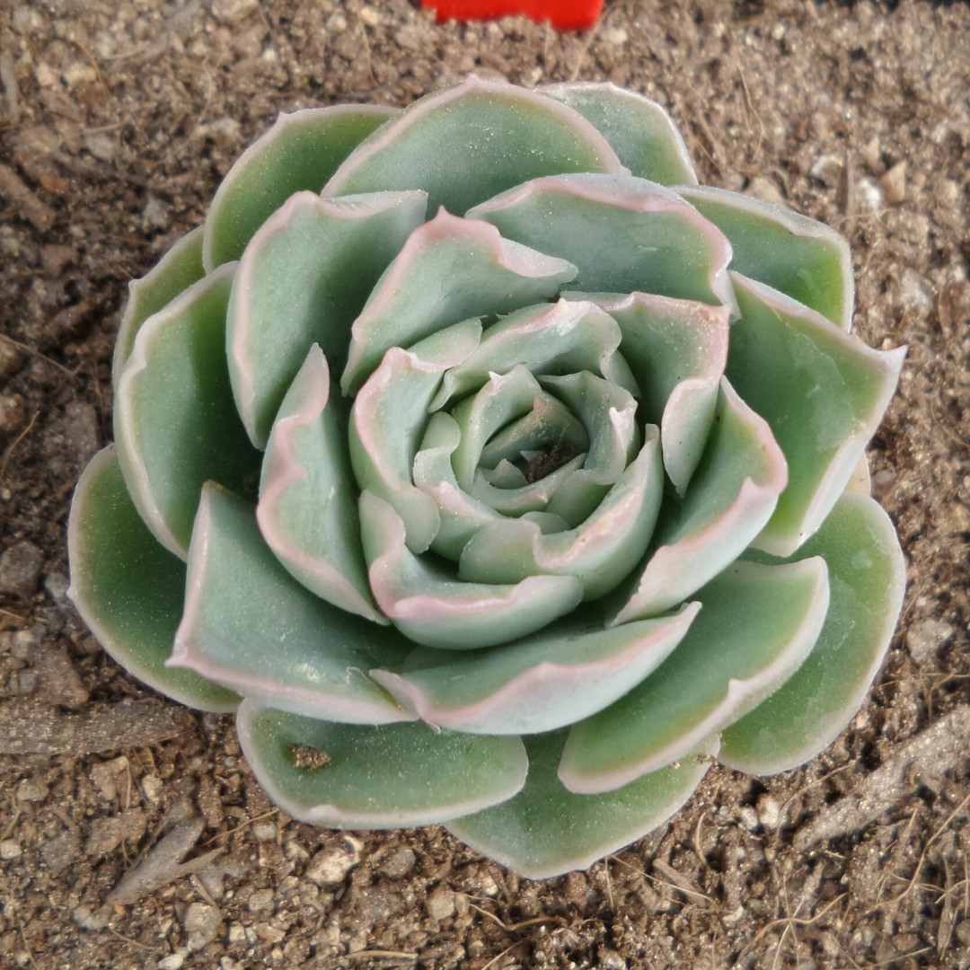 小透明 Echeveria 'See-Through'