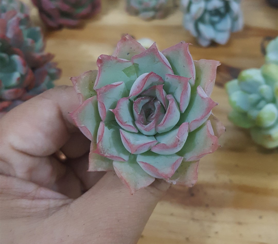 小透明 Echeveria 'See-Through'