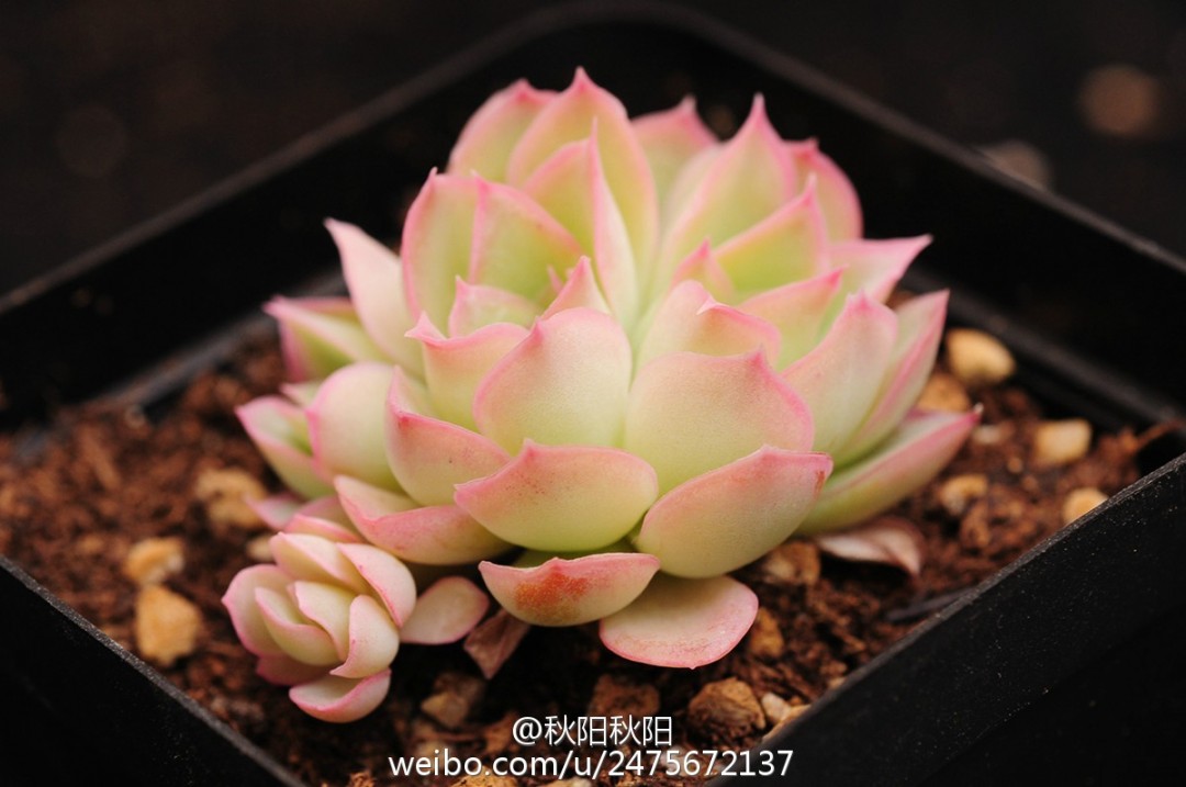 小透明 Echeveria 'See-Through'