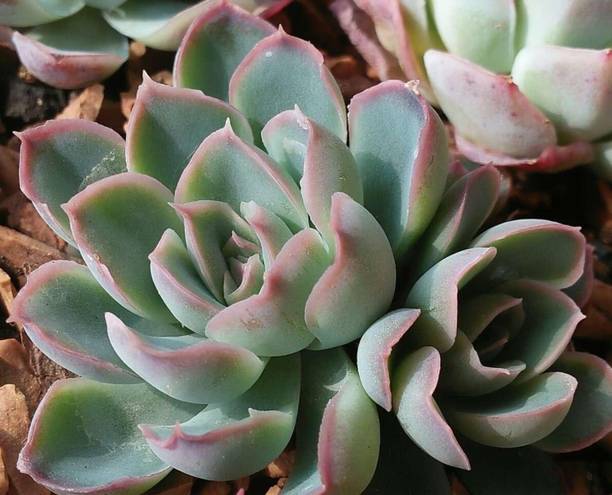 小透明 Echeveria 'See-Through'