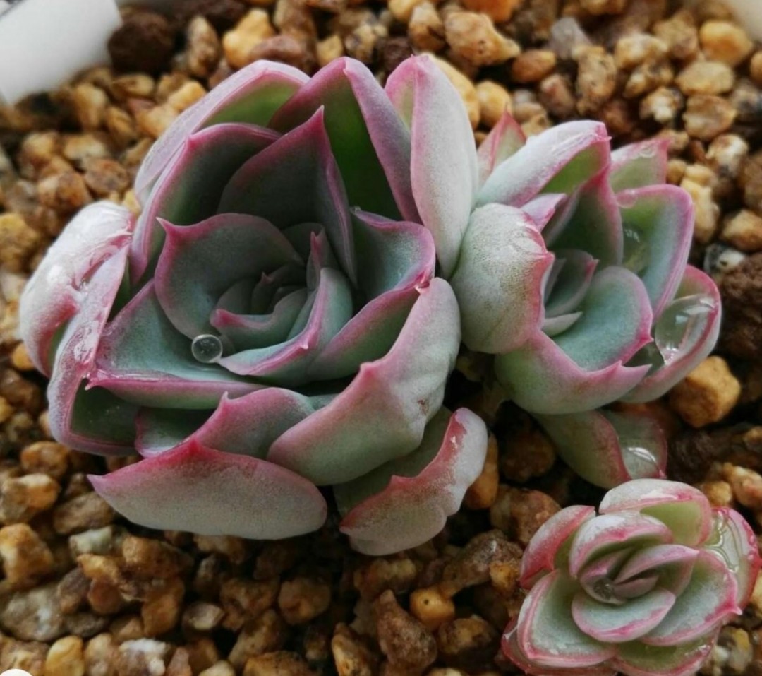 小透明 Echeveria 'See-Through'