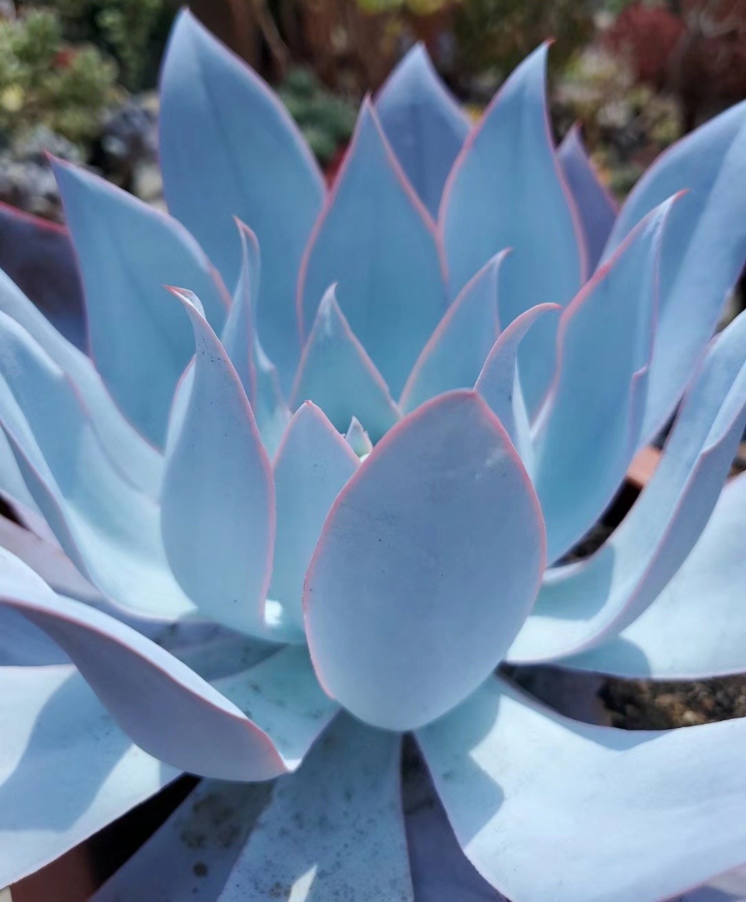 广寒宫 Echeveria cante