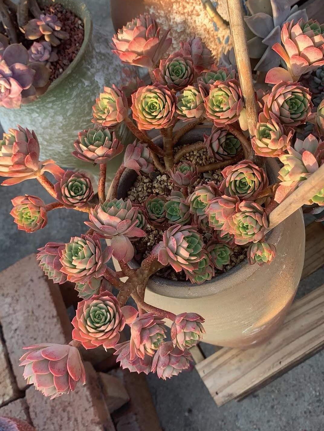 绿蔷薇
