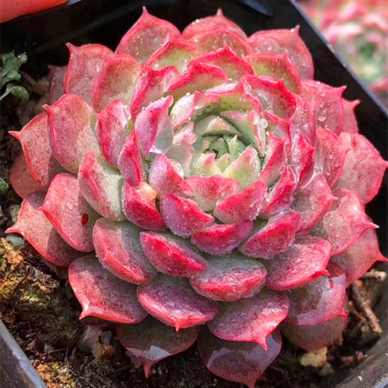朱砂痣
