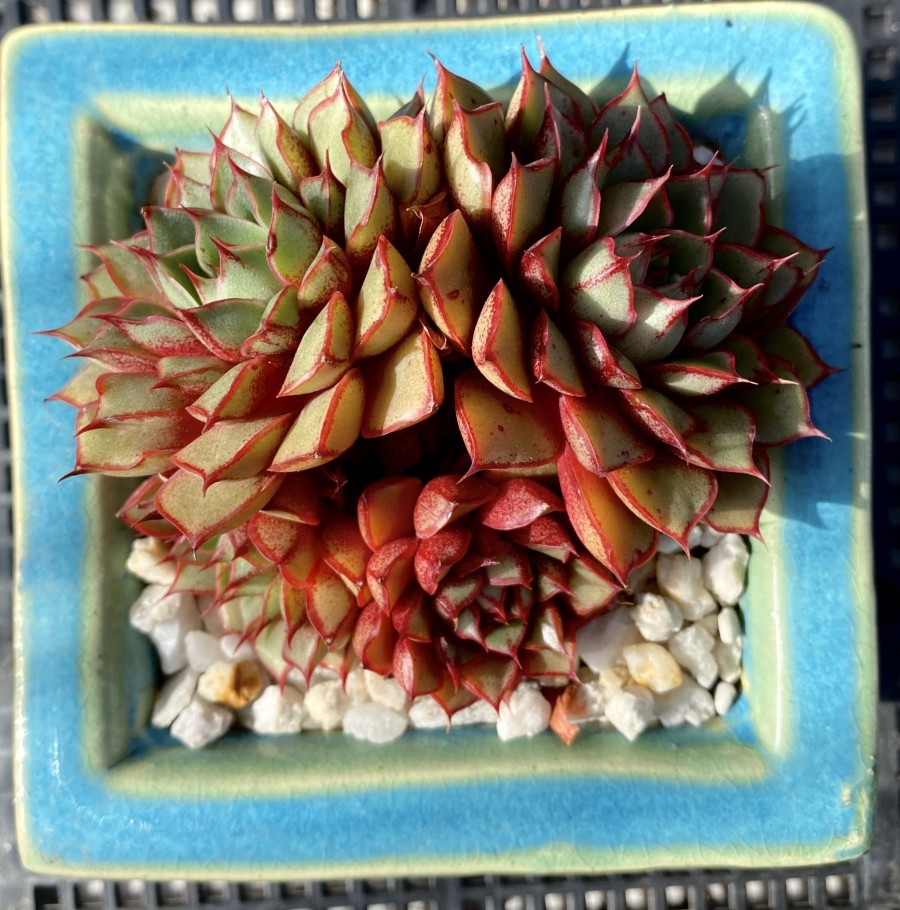 血色浪漫 Echeveria 'Forever'