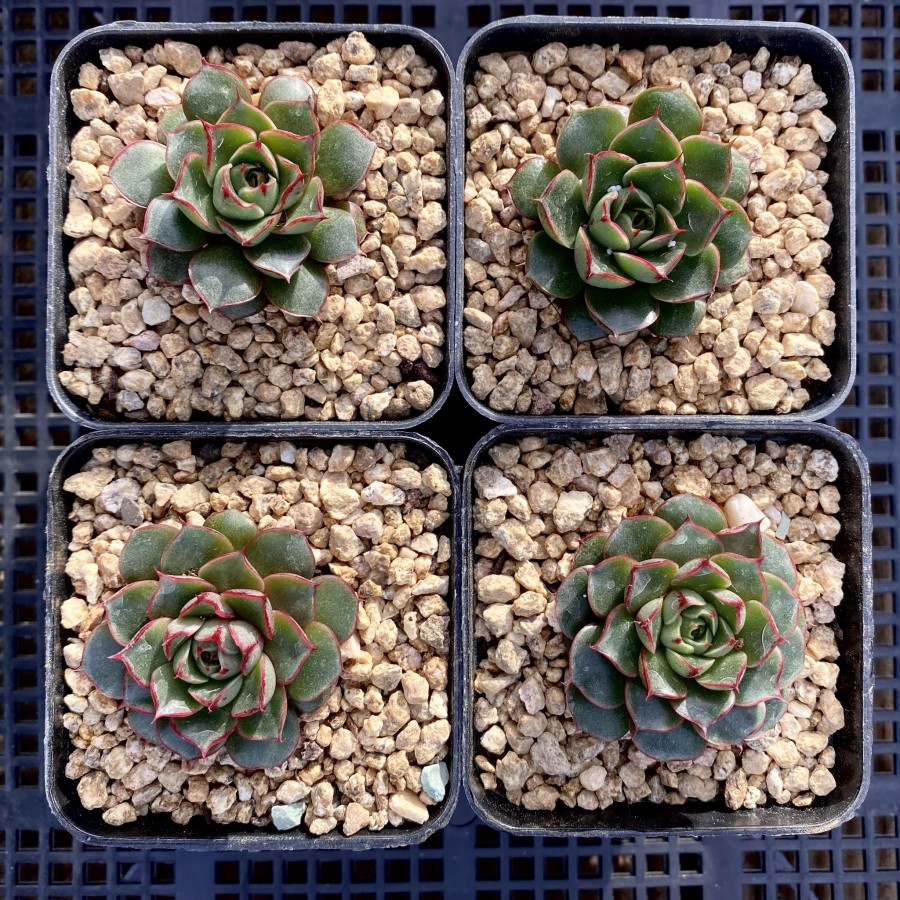 血色浪漫 Echeveria 'Forever'