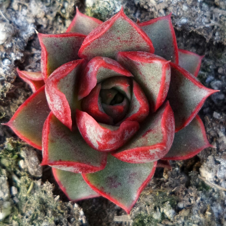 血色浪漫 Echeveria 'Forever'