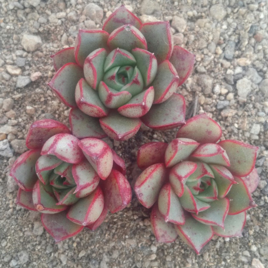 血色浪漫 Echeveria 'Forever'