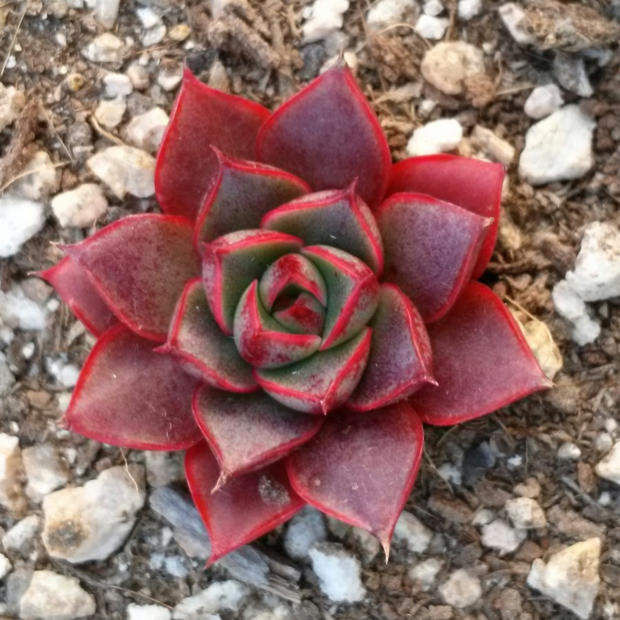 血色浪漫 Echeveria 'Forever'