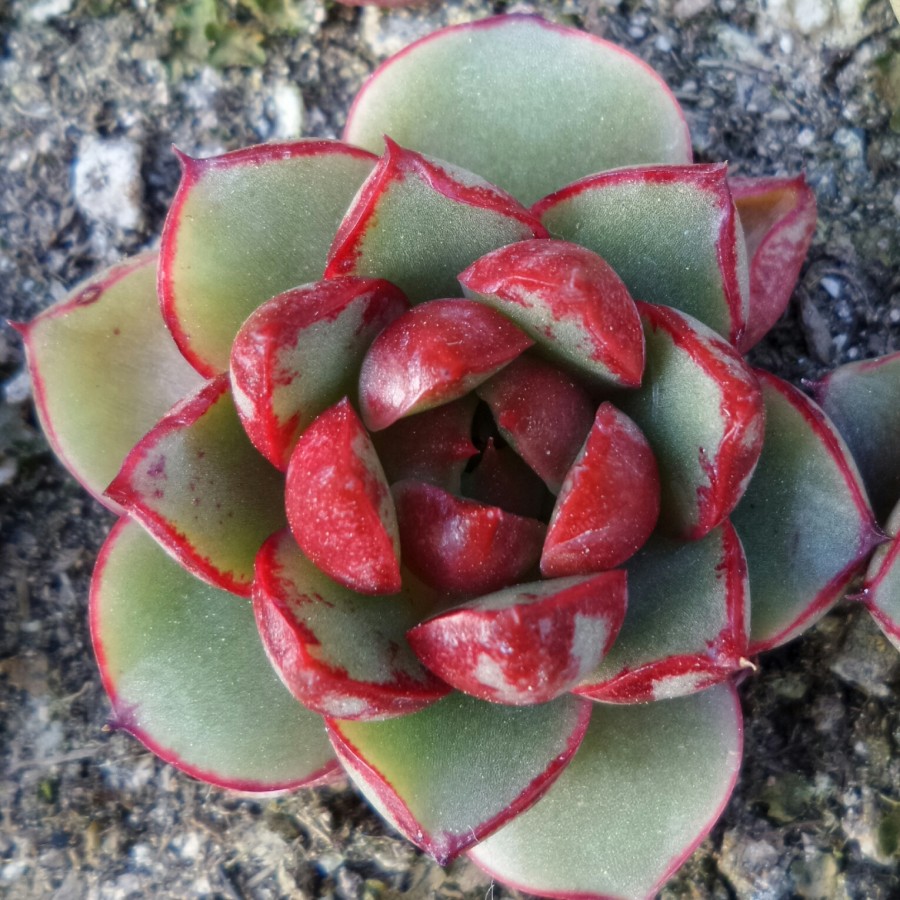 血色浪漫 Echeveria 'Forever'