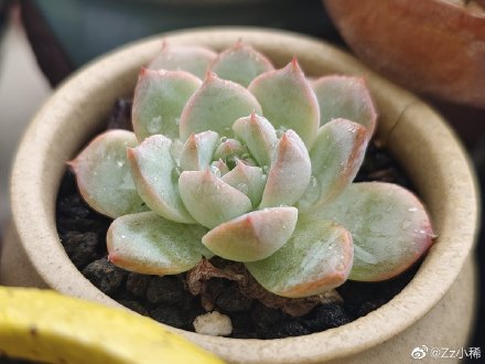 月神 Echeveria 'Luna'