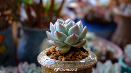 月神 Echeveria 'Luna'