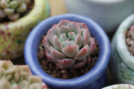 月神 Echeveria 'Luna'