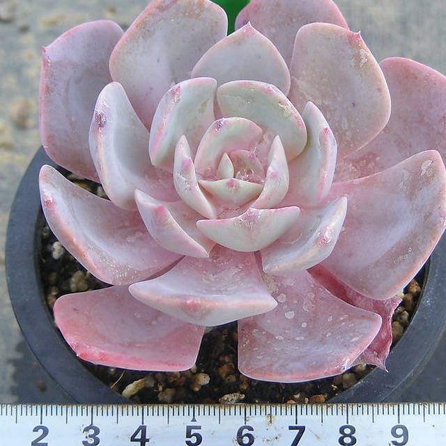 月神 Echeveria 'Luna'