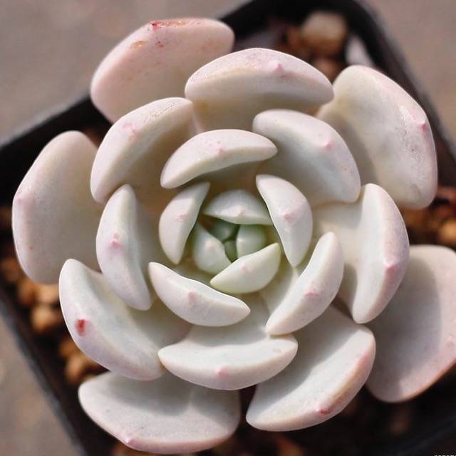 月神 Echeveria 'Luna'