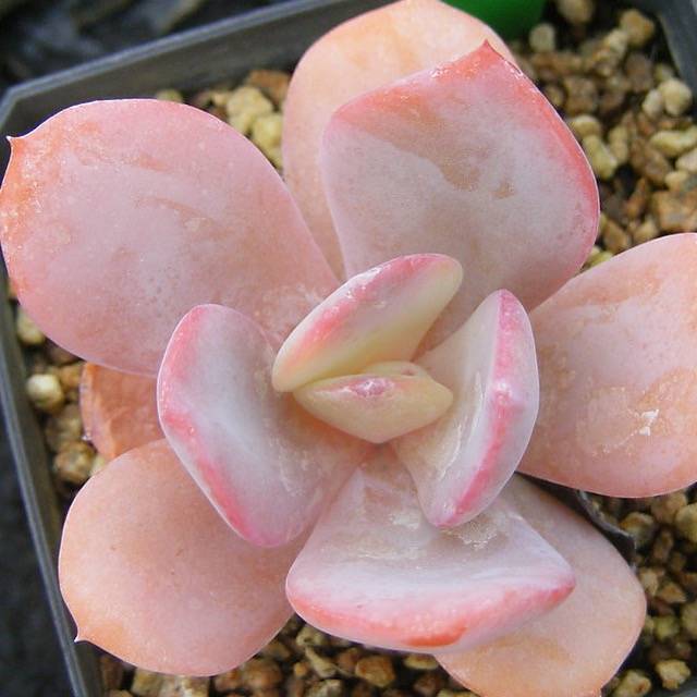 月神 Echeveria 'Luna'