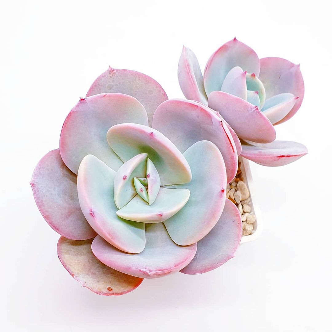 月神 Echeveria 'Luna'