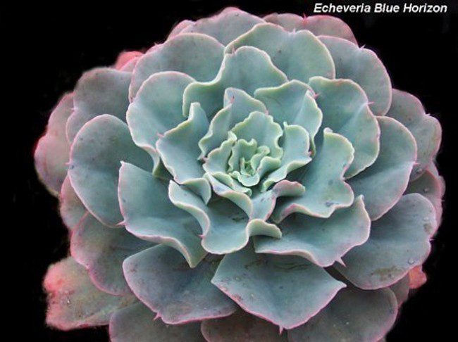 蓝色地平线 Echeveria 'Blue Horizon'