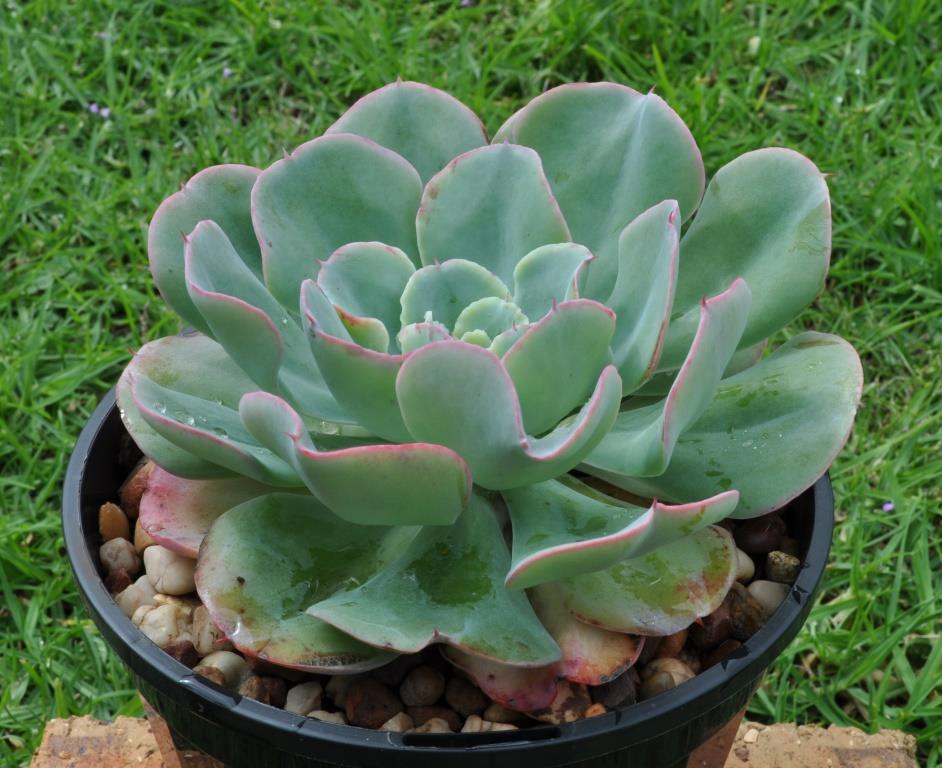 蓝色地平线 Echeveria 'Blue Horizon'